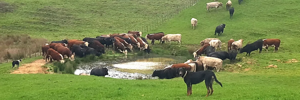 LOVEABULLS® Bull Herd